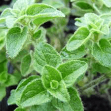 Des images de diff�rentes plantes